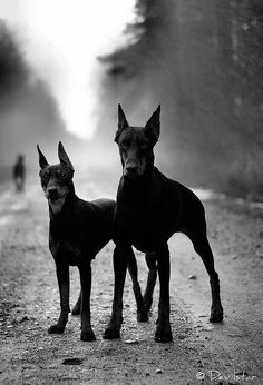 Die schönsten Tiere/Tierbilder der Welt 5b4ee06fa203c65c9b9e7ea3929dec3e