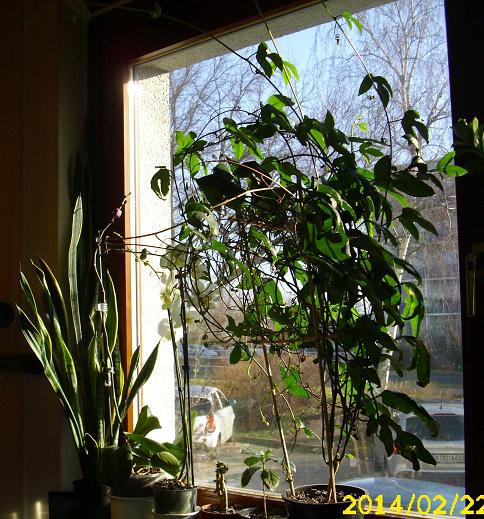 blumenfenster 1