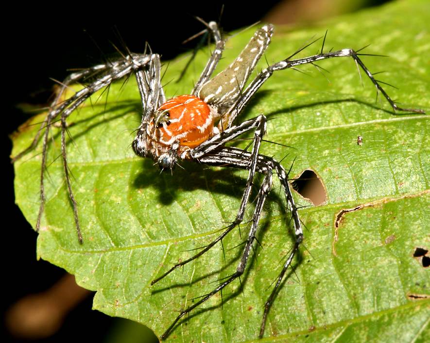 RedSulawesiLynxSpider