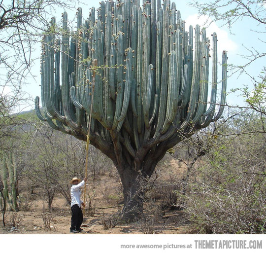 funny-cactus-tree-weird