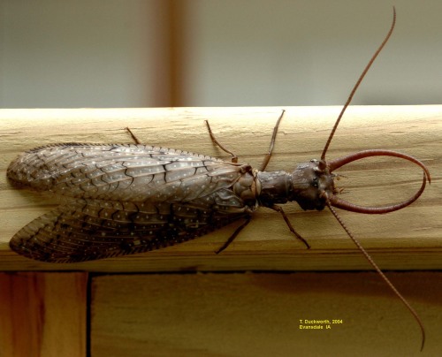 dobsonfly male.preview