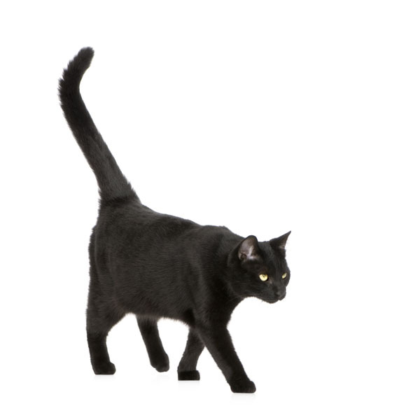 SchwarzeKatze fotolia6567640 EricIsselee