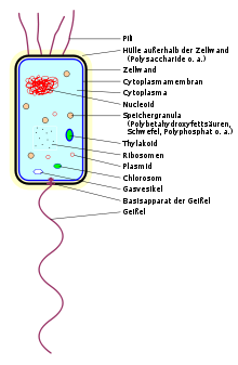 220px-Bacterium-schema-de.svg