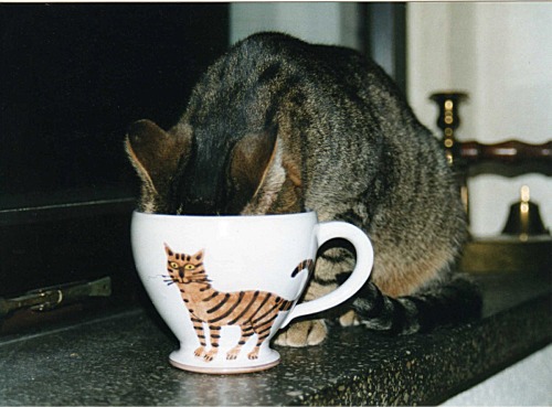 kb-katze-helga-tasse-deutscher-kaffee