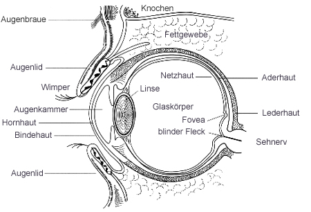 auge-1