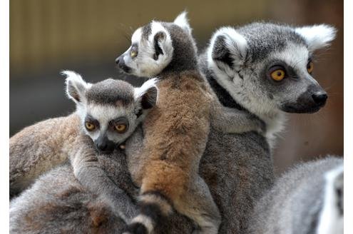 Die schönsten Tiere/Tierbilder der Welt su43cN Kattas mit Jungen